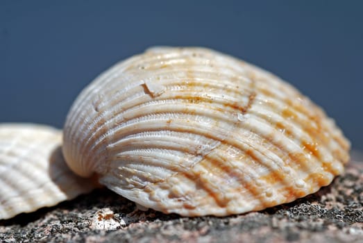 Shell shell