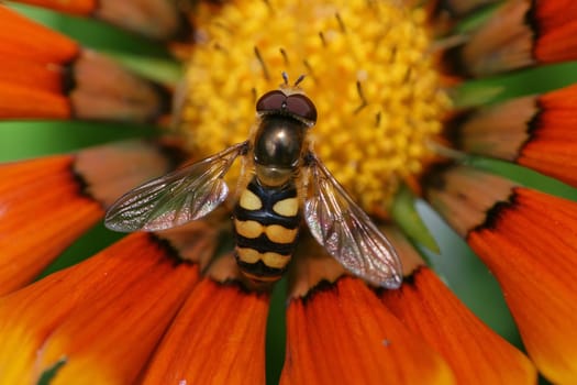 A beautiful hoverfly on a beautiful flower. Syrphus ribesii