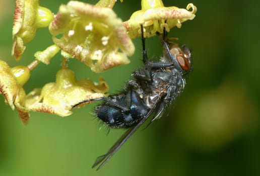 A fly sucks on currant blossoms