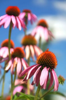 Echinacea - herbal medicine