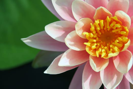 Water lily close up