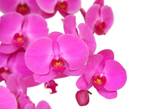Purple orchid on white background