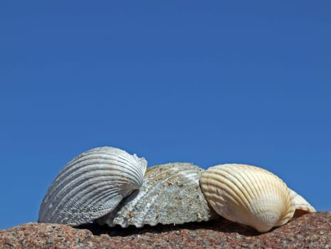 Three Shells
