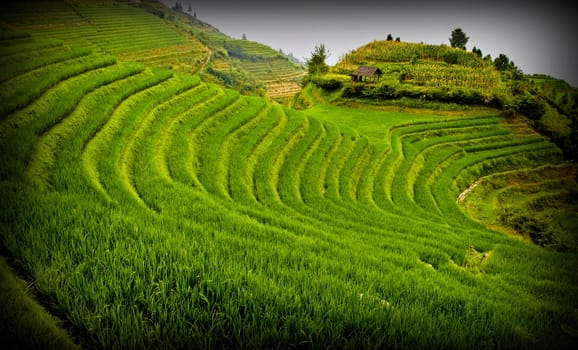 china rice field landscape