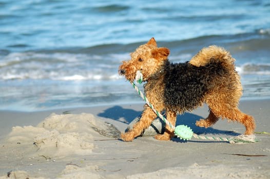 Terrier on the beach