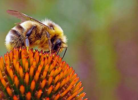 Bumble Bee