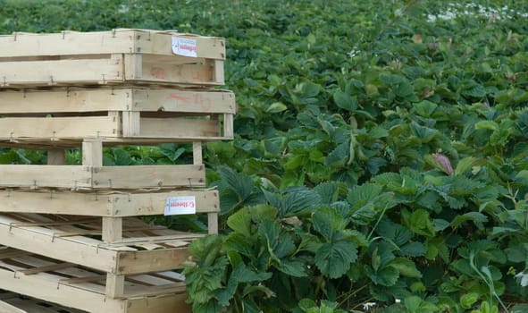 Strawberry field
