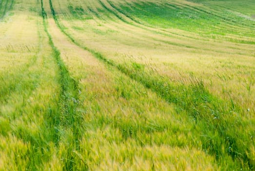 Cornfield 15