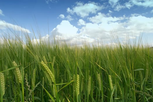 Cornfield 11
