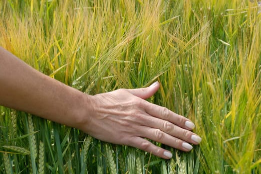 Cornfield 16