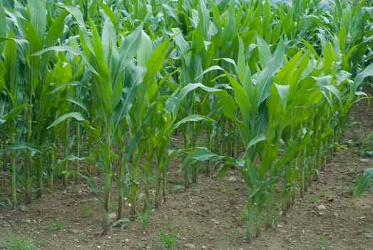 Cornfield 01