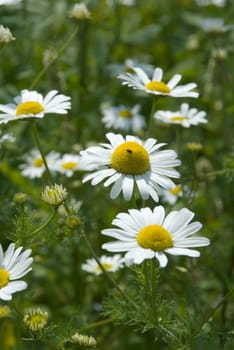 Chamomile 01