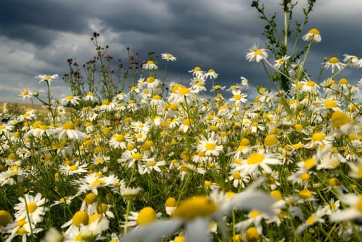 Chamomile 02