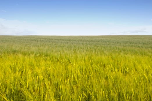 Cornfield 18