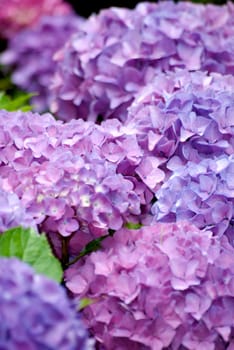 Hydrangeas