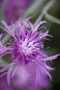 Thistle Blossom