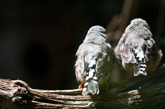 Zebra Finch 1