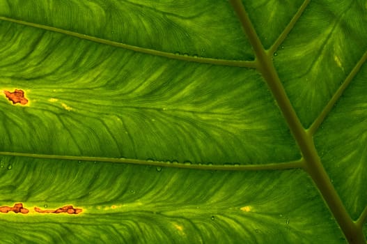 Photosynthesis