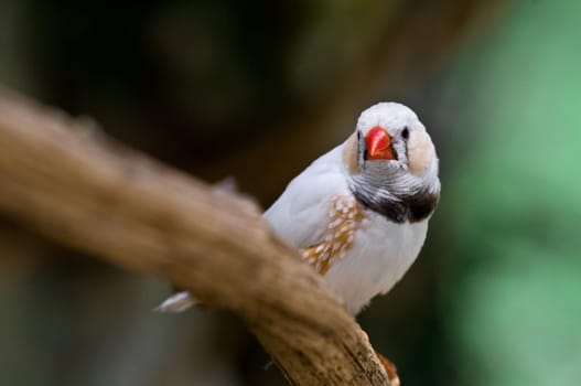 Zebra Finch 2