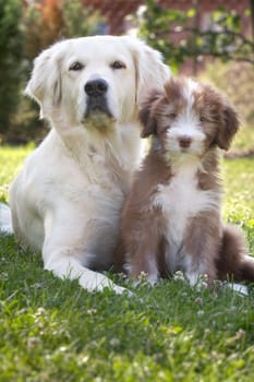 Golden Retriever & Bearded Collie Puppy