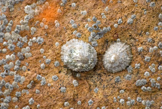 Two barnacles on rocks