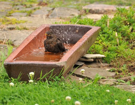 Cooling for blackbirds,thrushes,finch...