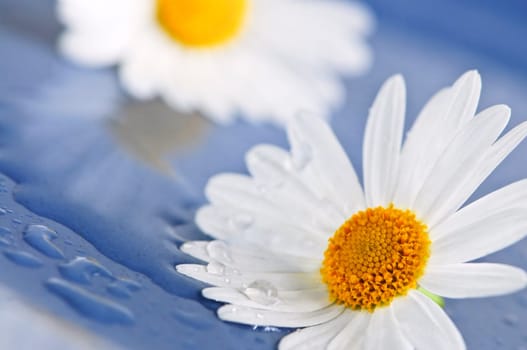 Daisy flowers with water drops