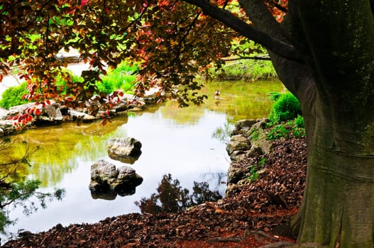 Pond in zen garden
