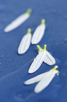 Flower petals with water drops