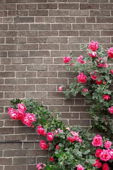Roses on brick wall