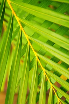 Palm tree leaves