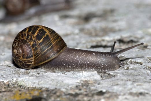 Snail