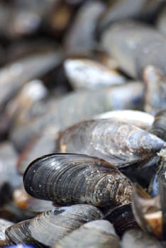 Mussels