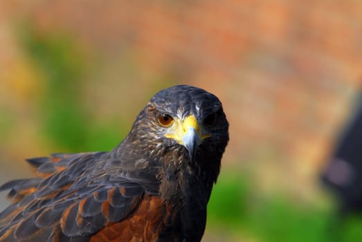 Red kite,red kite