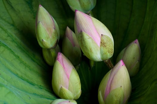 Lotus 5