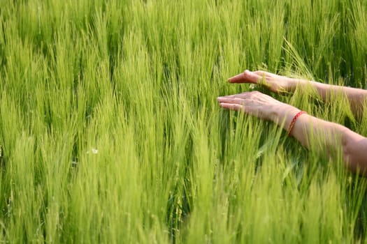 Hands in cornfield