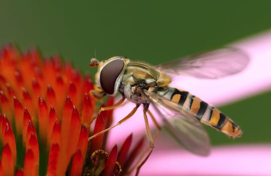 Grove hoverfly (Episyrphus balteatus)