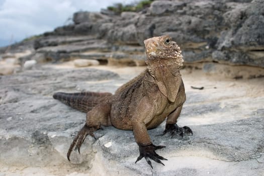 Belttail Iguana