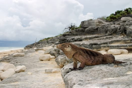 Belttail Iguana