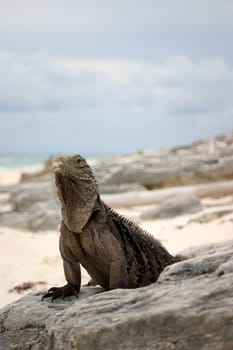 Cuban Belttail Iguana
