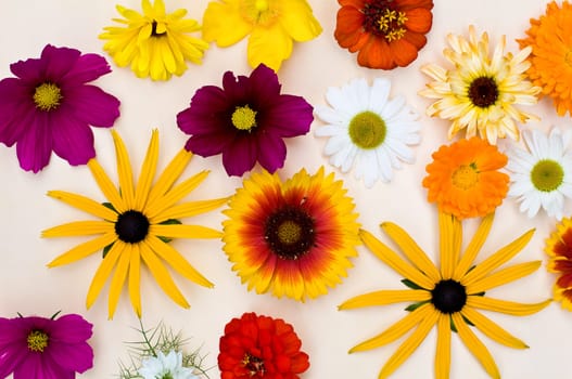 Flowers 2
