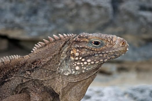 Belttail Iguana