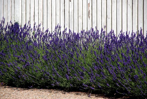 Lavender on the garden fence