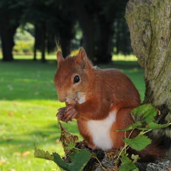 Squirrel