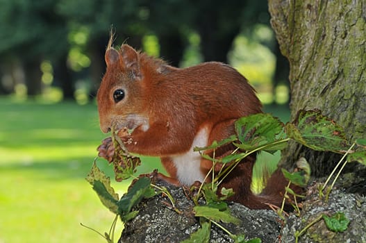 Squirrel