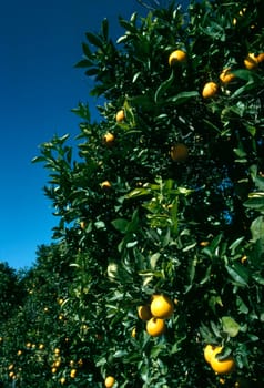 Orange tree