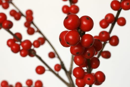 Rotoberry