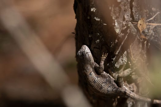 Female eastern fence lizard (Sceloporus consobrinus) perched on a tree, copy space on left and top