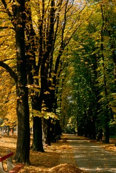 Autumn in park