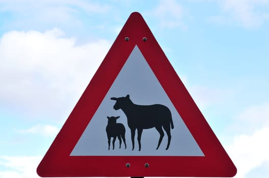 Attention sheep